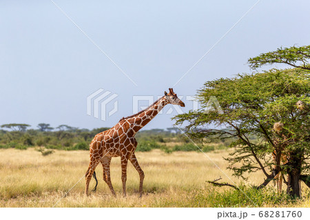 Somalia giraffes eat the leaves of acacia trees 68281760