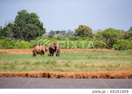 An elephant on the waterhole in the savannah of An elephant on the waterhole in the savannah of 68281808