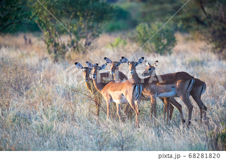 Native species of antelope in the meadow Native species of antelope in the meadow 68281820