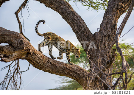 A leopard is walking up and down the tree on its A leopard is walking up and down the tree on its 68281821