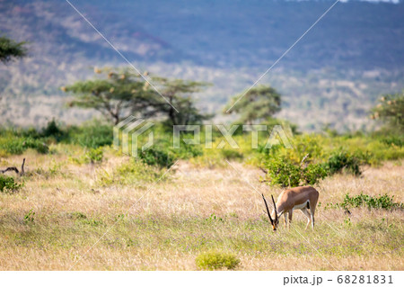 Some antelopes in the grass landscape of Kenya 68281831