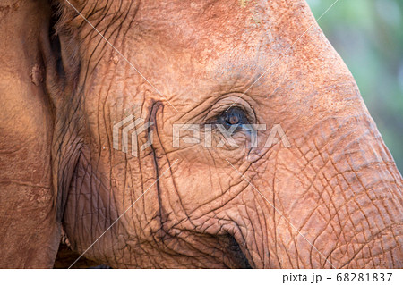 The face of a big red elephant The face of a big red elephant 68281837