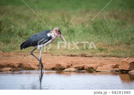 Marabu bird is standing in the near of waterhole 68281980