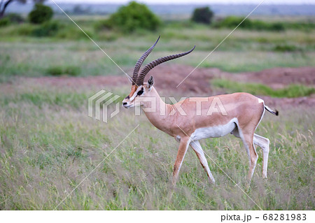 Antelope is standing between the plants in the 68281983