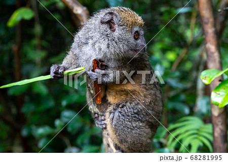 A small lemur on a branch eats on a blade of grass A small lemur on a branch eats on a blade of grass 68281995