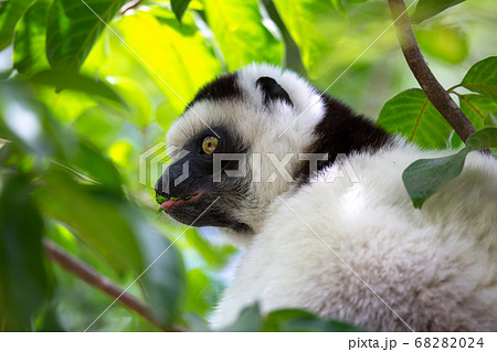 A black and white lemur sits in the crown of a 68282024