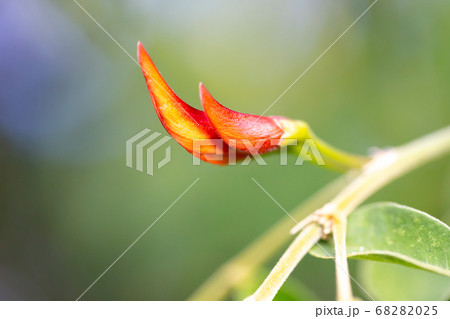 An exotic plant with a beautiful red bud An exotic plant with a beautiful red bud 68282025