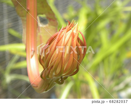 一夜限りの白い大きな花の咲くゲッカビジンの蕾の写真素材 6037