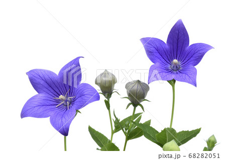 桔梗の花  秋の七草のひとつ (fix撮影) 桔梗の花  秋の七草のひとつ (fix撮影) 68282051