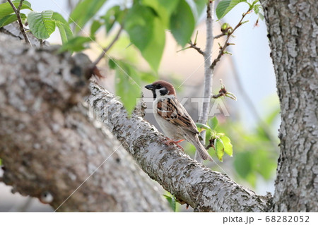 木の上の雀 68282052