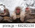 温泉に入るサル 68282130