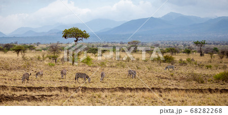 Landscape in Kenya, with animals, trees and hills Landscape in Kenya, with animals, trees and hills 68282268