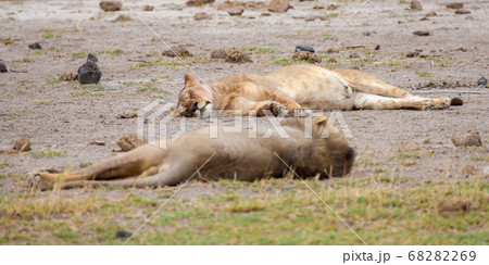 a couple of lions are sleeping, on safari in Kenya 68282269