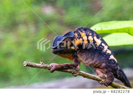 A chameleon in close-up in a national park on 68282278