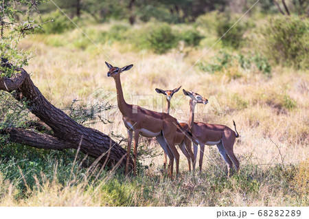 Some gerenuk in the kenyan savanna looking for Some gerenuk in the kenyan savanna looking for 68282289