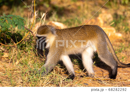 A monkey walks between the grass on the ground 68282292