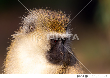The portrait of a monkey in the savannah of Kenya The portrait of a monkey in the savannah of Kenya 68282293