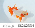 金魚 68282334