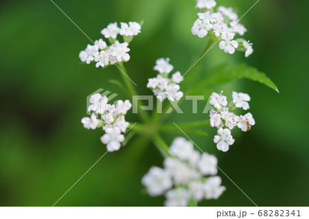 トリリス・アルベンシスの花が右寄りにあるアップ写真 68282341