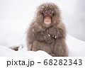 スノーモンキー 68282343