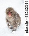 スノーモンキー 68282344
