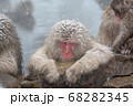温泉に入るサル 68282345
