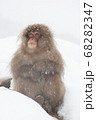 スノーモンキー 68282347