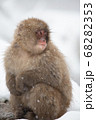 スノーモンキー 68282353