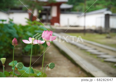 黄檗宗萬福寺のはす 68282647