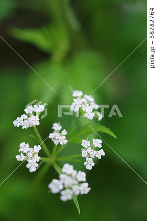 トリリス・アルベンシスの花が下にある縦向きのアップ写真 68282764