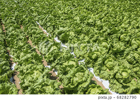 長野県 川上村 八ヶ岳 レタス畑の写真素材 6790
