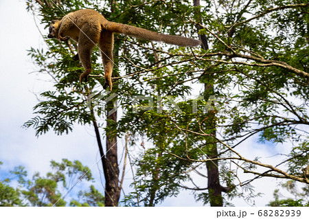 Lemurs in a rain forest on the trees, hopping from Lemurs in a rain forest on the trees, hopping from 68282939