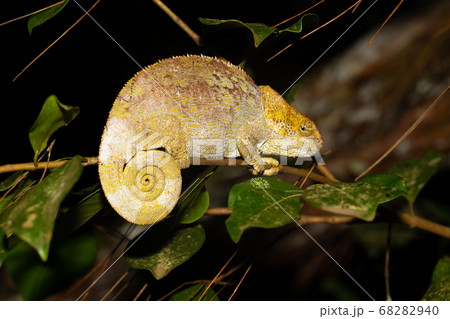 A chameleon on a branch with green leaves A chameleon on a branch with green leaves 68282940