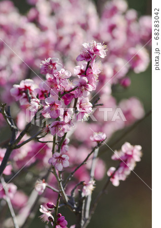 梅林に赤い梅の花が咲いています。 68283042