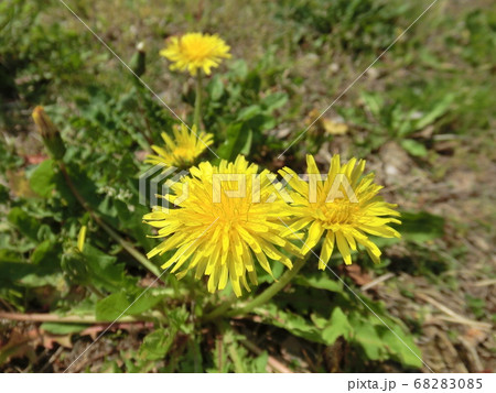 黄色い花のタンポポ② 68283085