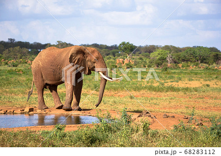 A big red elephant is walking on the bank of a 68283112