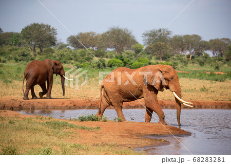 A family of red elephants at a water hole in the 68283281