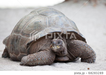 A big turtle on the beach on the Seychelles 68283289