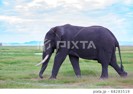 An elephant in the savannh of a national park 68283519
