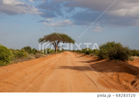 A way througth the savannah with a lot of plants 68283520