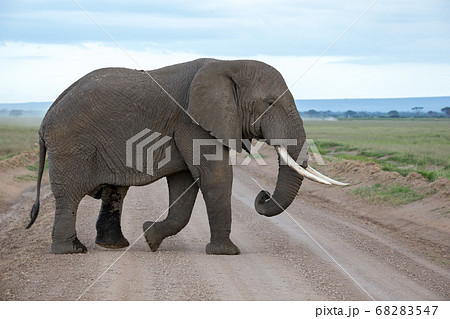 An elephant in the savannh of a national park An elephant in the savannh of a national park 68283547