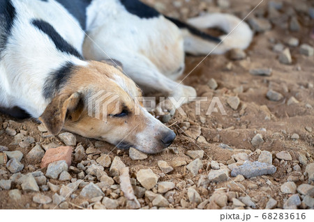A street dog on the island of Madagascar 68283616