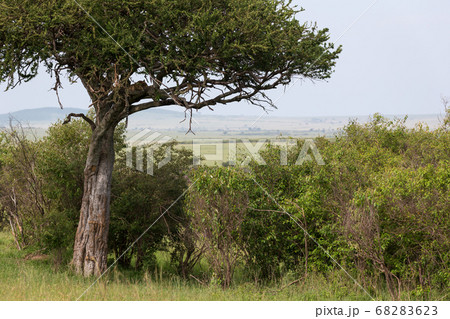 A leopard has settled comfortably between the 68283623