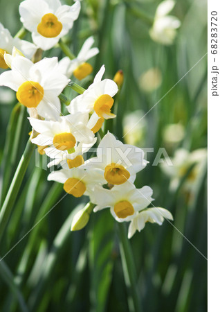 この花の名前はニホンズイセン(日本水仙)です。 この花の名前はニホンズイセン(日本水仙)です。 68283720