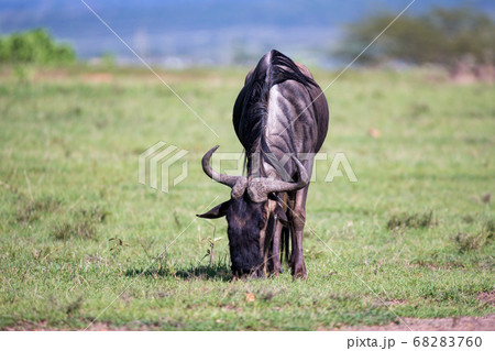 Some antelopes in the grass landscape of Kenya Some antelopes in the grass landscape of Kenya 68283760