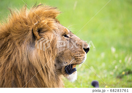 A close-up of the face of a lion in the savannah A close-up of the face of a lion in the savannah 68283761