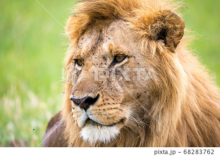 A close-up of the face of a lion in the savannah 68283762
