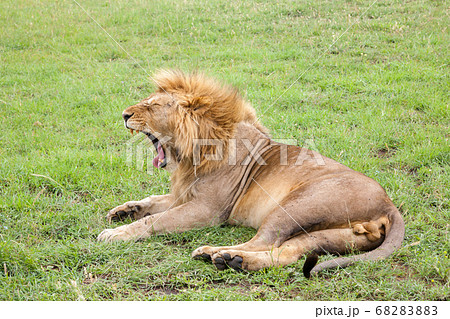Big lion yawns lying on a meadow with grass 68283883
