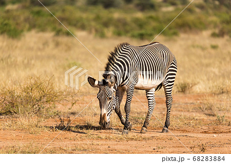 A Grevy Zebra is grazing in the countryside of 68283884