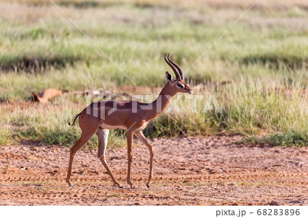A Grant Gazelle stands in the middle of the grassy 68283896